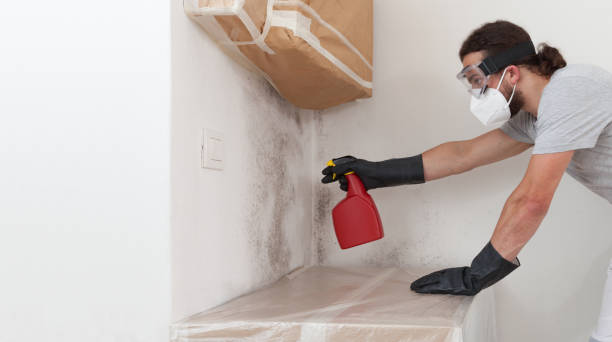 Professional Black Mold Removal technician working in Richmond, IL