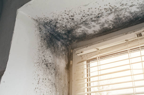 Affordable Basement Mold Removal solutions in Richmond, IL