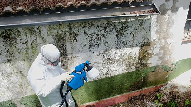 Trusted Black Mold Removal service in Richmond, IL - Cheap Mold Removal